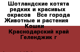 Шотландские котята редких и красивых  окрасов - Все города Животные и растения » Кошки   . Краснодарский край,Геленджик г.